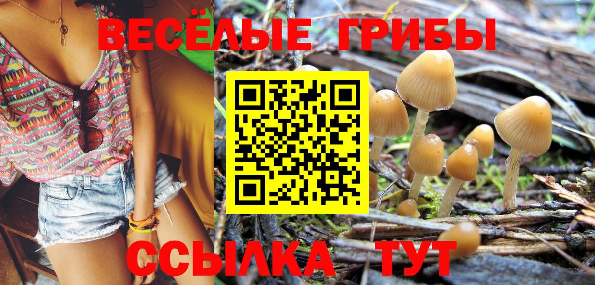 Галлюциногенные грибы Psilocybe Одинцово